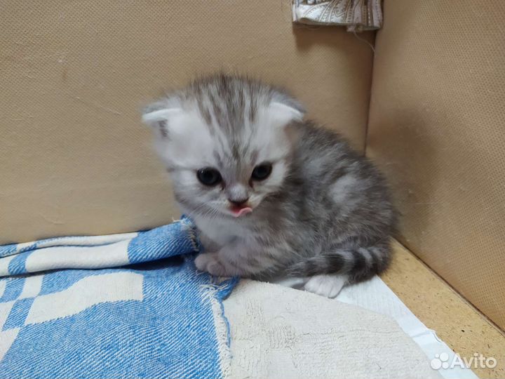 Шотландские вислоухие котята