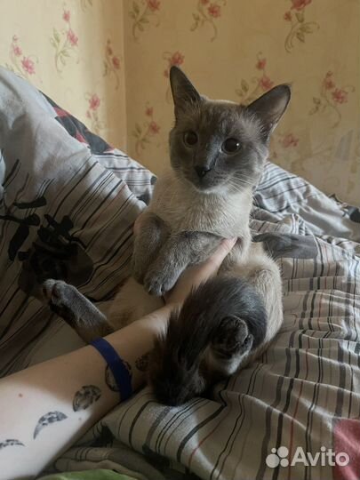Кот тайский