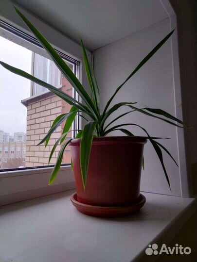 Комнатные цветы юкка