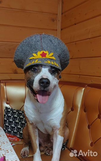 Стаффордширский терьер