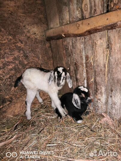 Козлята козы разной породы