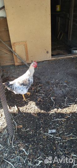 Молодые петухи