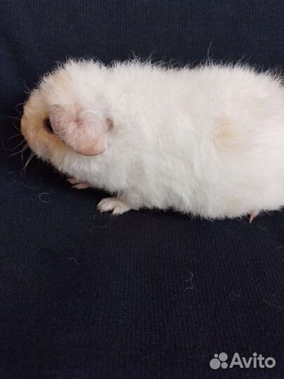 Американский тедди