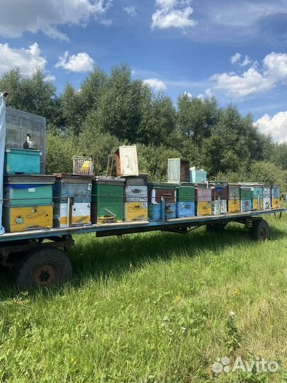 Мед гречишный с цветком оптом