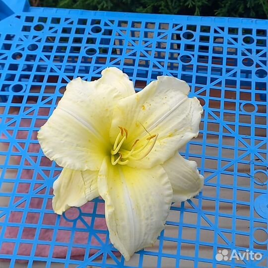 Продам лилейники