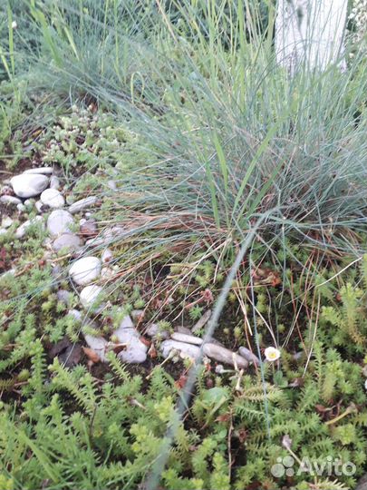 Овсянница сизая