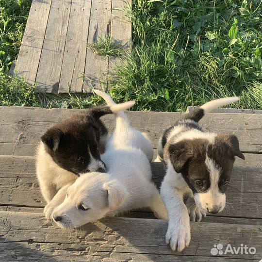 Бесценные щенята