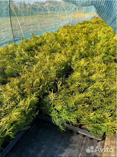 Туя Смарагд черенки кассета/Оптом