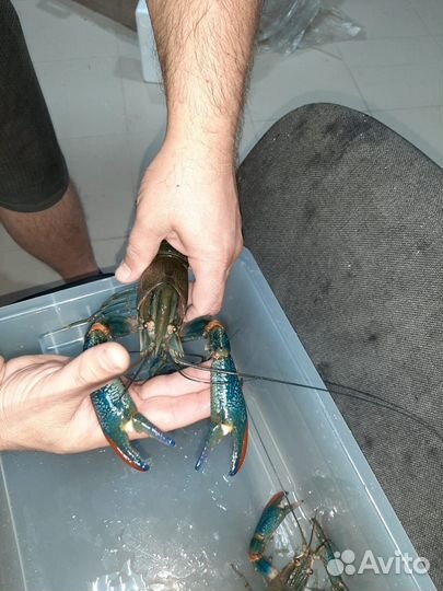 Семьи австралийского рака, мальк и подростки