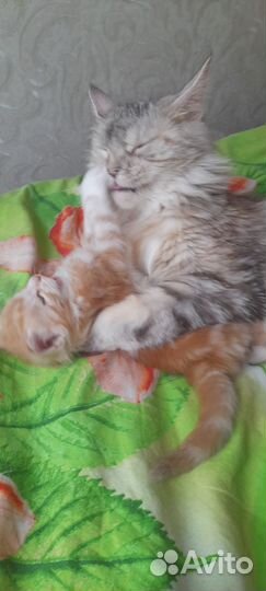 Котята мейн-кун