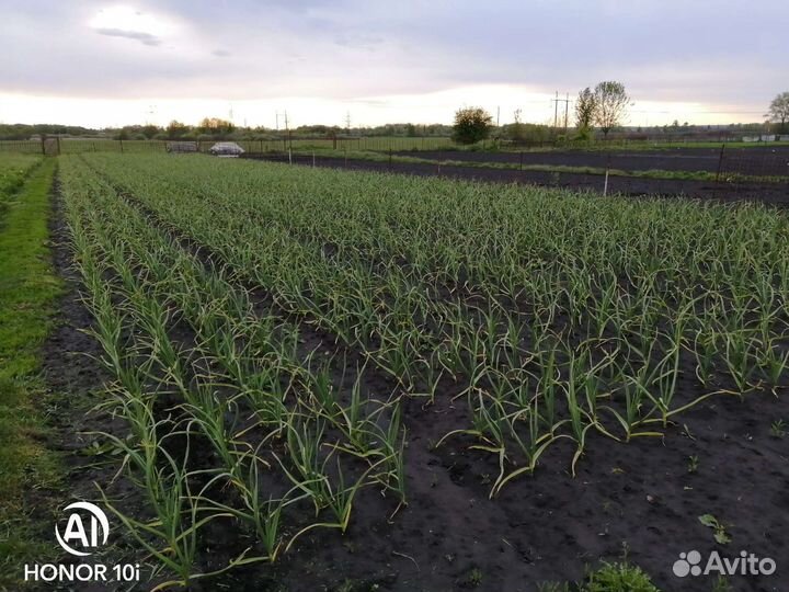 Чеснок, сорт Любаша