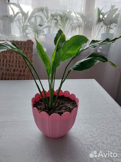 Продам цветы комнатные