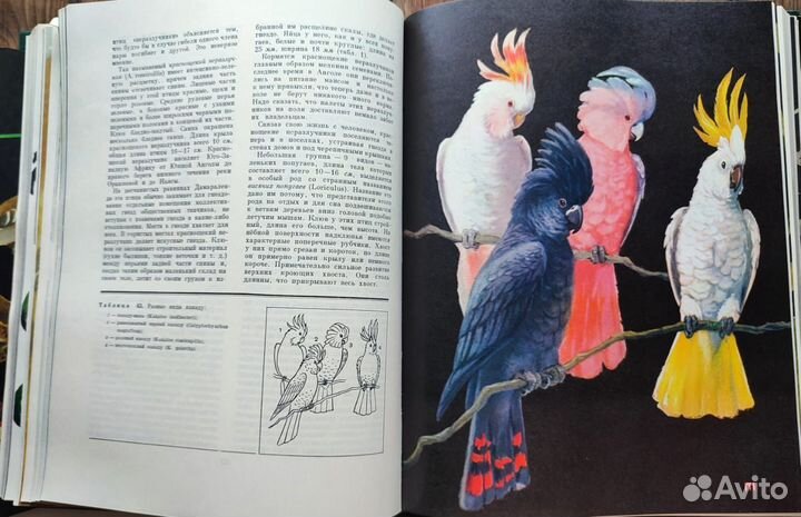 Книга птицы