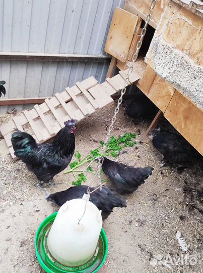 Ухейилюй инкубационное яйцо