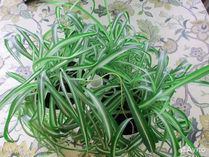 Хлорофитум кудрявый (Chlorophytum comosum bonnie)