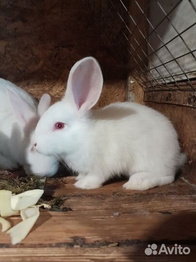 Кролик белый паннон