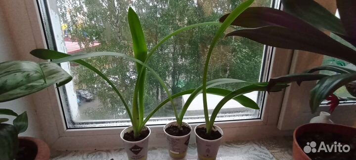 Гиппеаструм