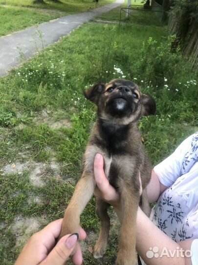 Щенки дворняжки в добрые руки