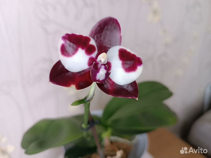 Продам орхидею Black Tiger