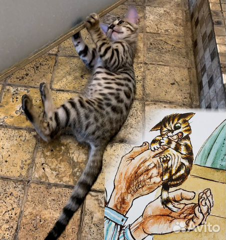 Бенгальский котенок по имени Финдус объявление продам