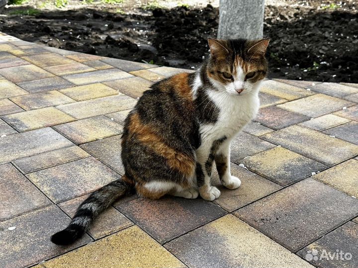 Тротуарная плитка