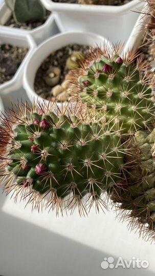 Кактус маммилярия