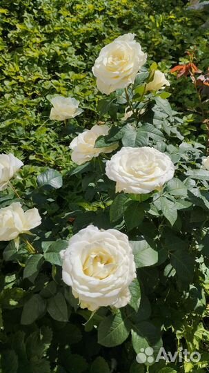 Роза домашняя