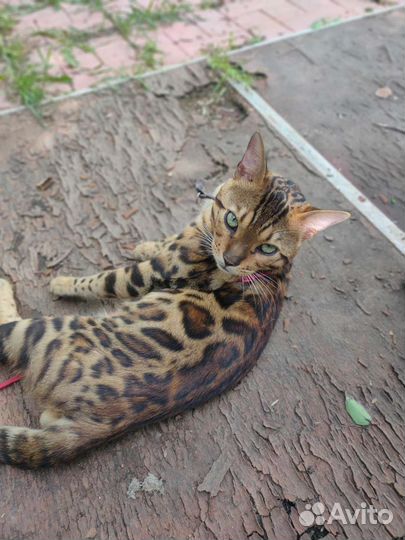 Бенгальский кот на вязку