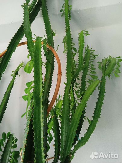 Кактус -молочай