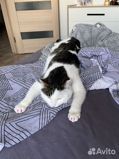 Кошка для любящих мам и пап