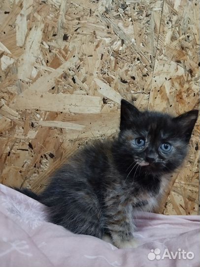 Котенок девочка
