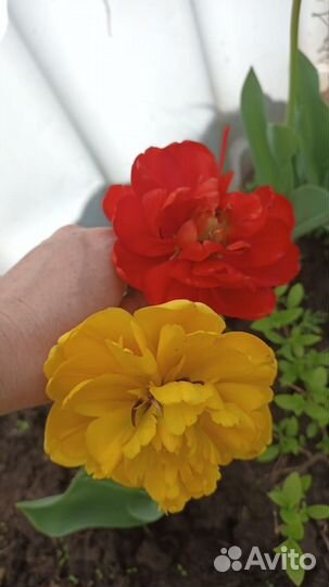 Луковицы тюльпанов