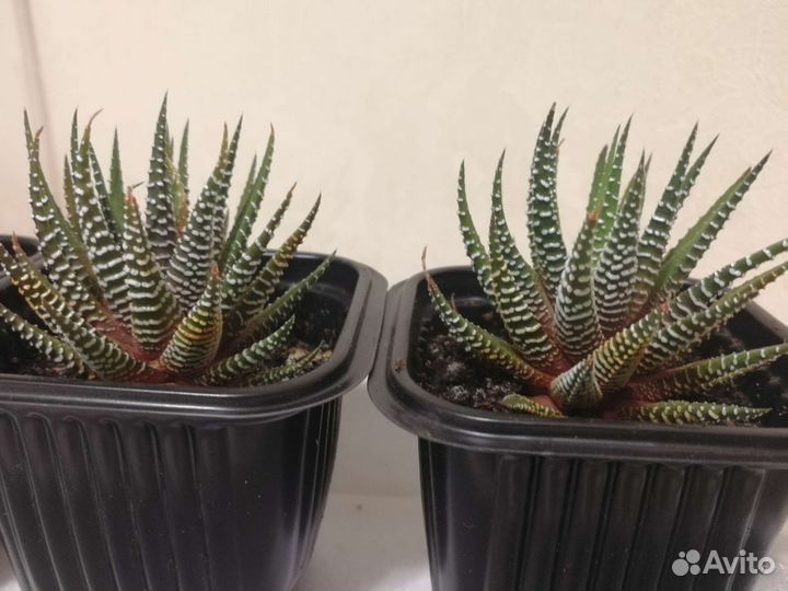 Хавортия полосатая