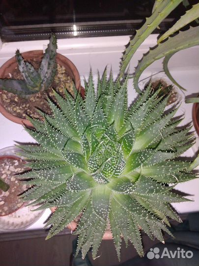 Алоэ Аристата (остистое)