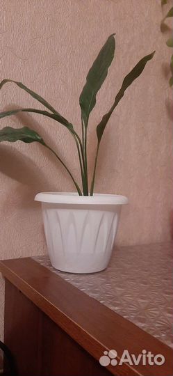 Спатифиллум и драцена, мята комнатные цветы