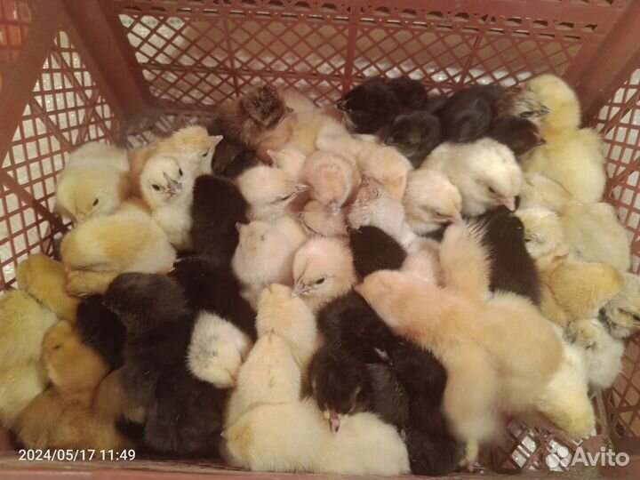 Цыплята домашние микс с цветного яйца