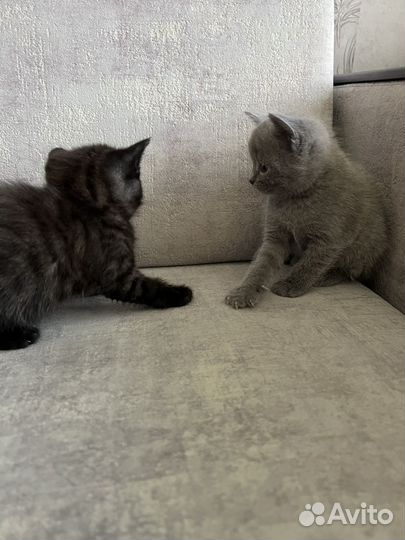 Шотландская