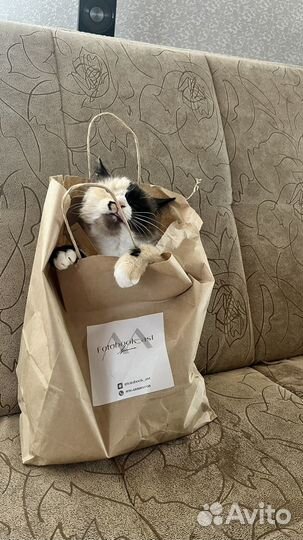 Вязка кошка