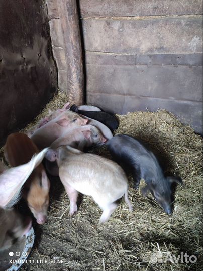 Поросята