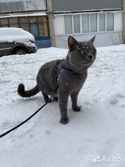 Вязка (кот ищет кошку) британская порода