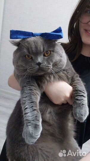 Британский кот для вязки