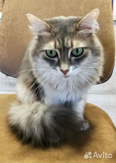 Кошка в добрые руки