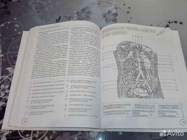 Анатомический атлас-раскраска