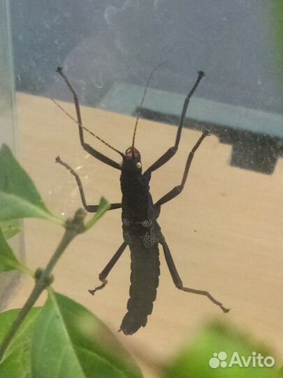 Палочники, тараканы