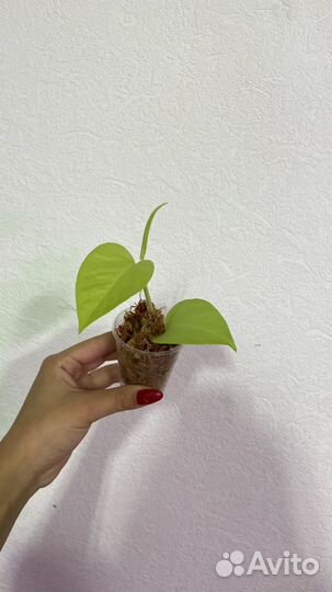 Эпипремнум неон