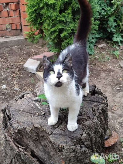 Котики оттуда