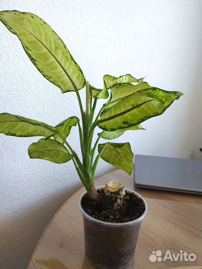 Диффенбахия камилла