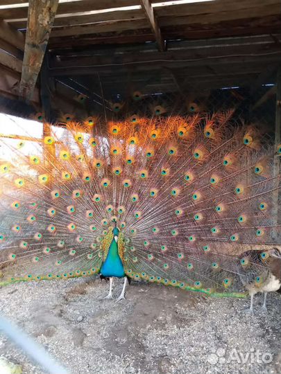 Павлин Цесарка. Инкубационные яйца