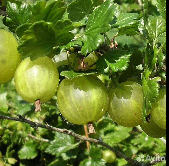 Крыжовник куст плодоносящий взрослый