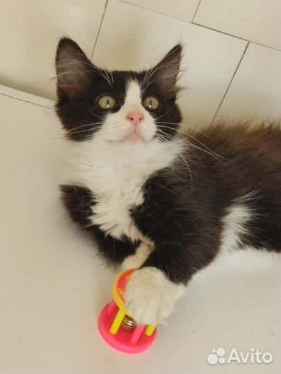 Котик Пушок